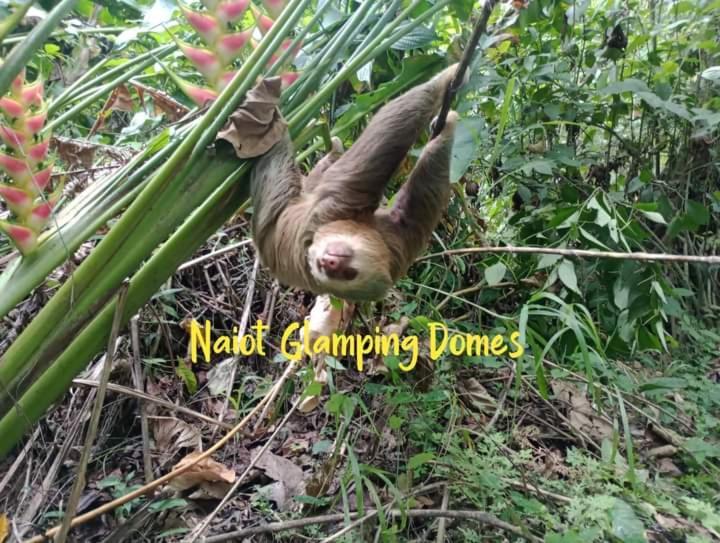 Glamping Naioth Apartment Guapiles Exterior photo